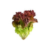 LETTUCE RED