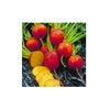 BEETS GOLDEN ORGANIC (5PC) - Fresh Produce Delivery West Vancouver